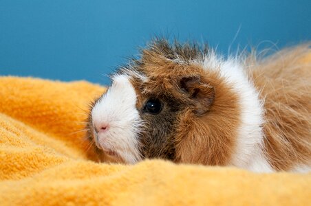 Pet animal domestic