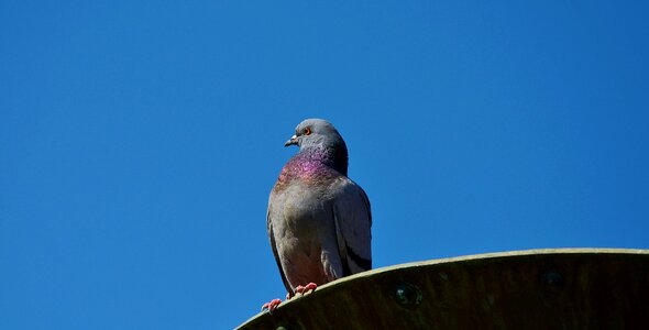 Bird wings pigeon photo