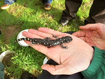 Ambystoma Tigrinum hands salamander