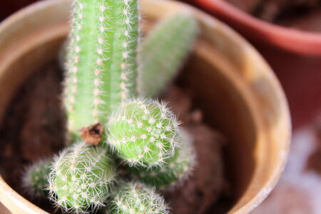 Pot Of Cactus