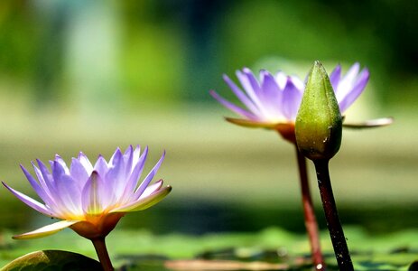 Aquatic beautiful flowers beautiful photo