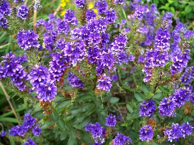 Shrub bush purple