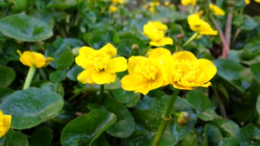 Caltha palustris pond plant yellow
