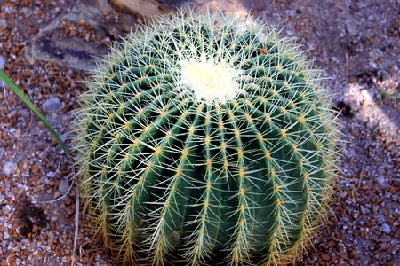 Cactus desert desert plant photo