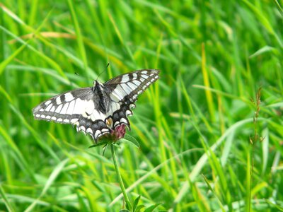 Papilionidae papilio papilio machaon photo