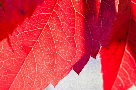Leaves fall foliage coloring