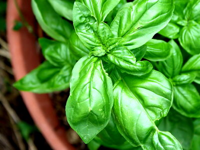 Basil green leaves Lindera benzoin photo