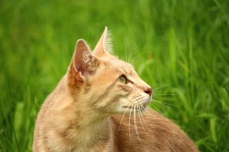 Beautiful Photo domestic cat fur photo