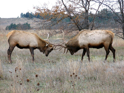 Bull Elk sparring photo