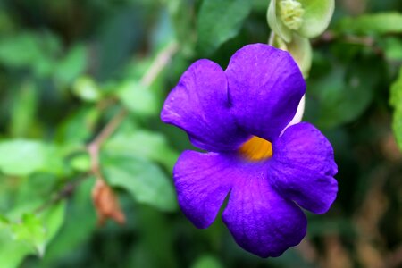 Violet wild wild flower photo