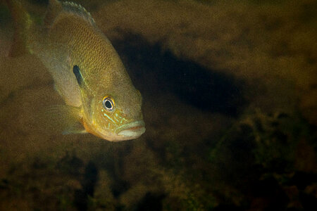  Redbreast sunfish-3