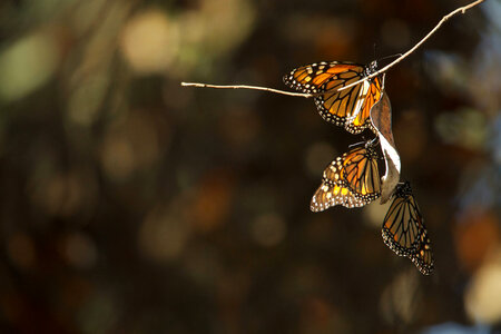 Monarch butterflies-4