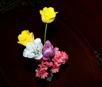 Blossom bloom petals
