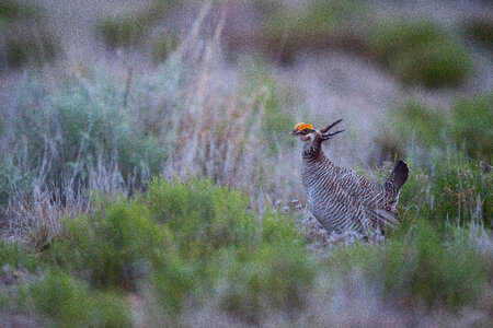 Lesser Prairie-Chicken-1 photo