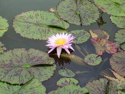 Flower lotus lily photo