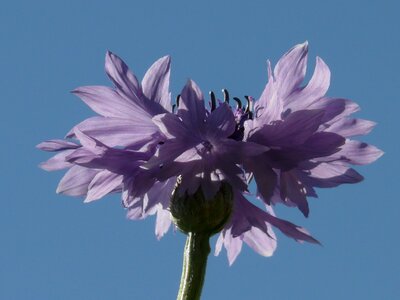 Light pink flower blossom photo