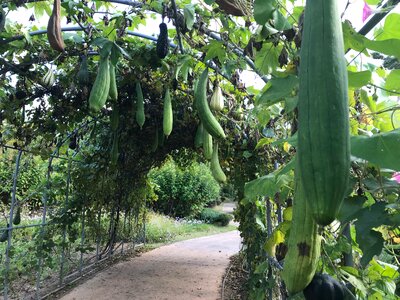 Green Plants at Botanic Garden