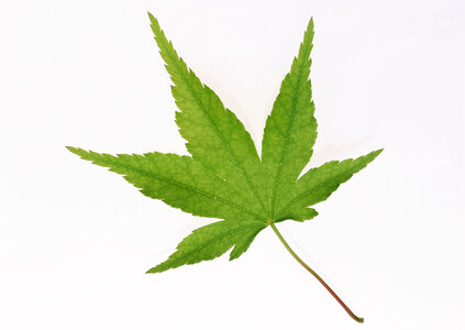 Green Japanese Maple leaf photo