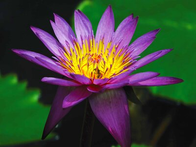Aquatic beautiful flowers biology