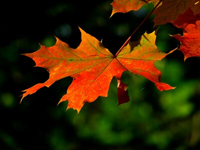 Leaves maple red leaf