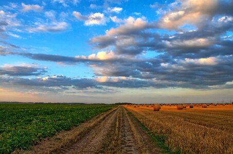 Agriculture cereals straw photo