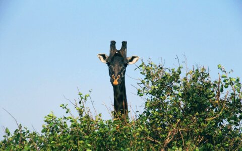 Africa animal bird photo