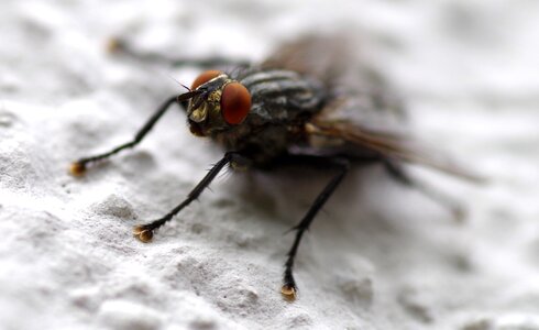 Close up compound housefly photo