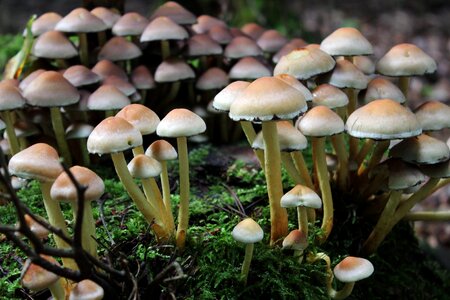 Moss forest floor autumn