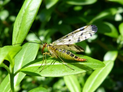 Nature macro panorpidae photo