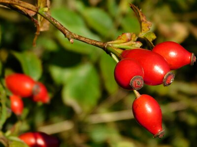 Fruit nature autumn photo