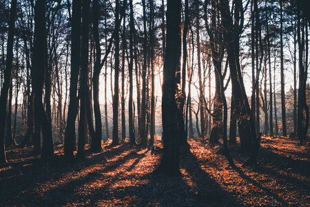 Sunset in the Autumn Forest photo