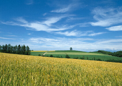 Barley rice field photo