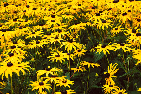 Field Of Daisies photo