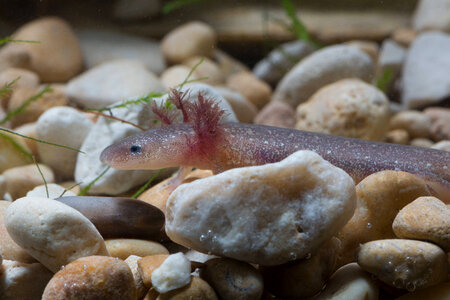 Barton Springs Salamander-2 photo