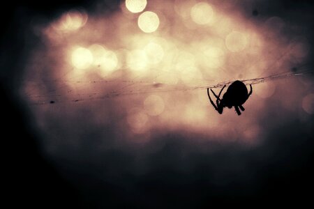 Spiderweb danger bokeh photo