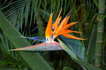 Bloom bird of paradise flower yellow photo