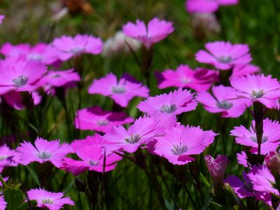 Blossom bloom pink photo