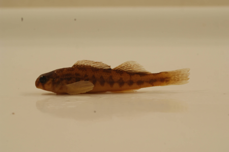 Etheostoma tennesseense-3