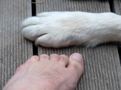 Foot ten human