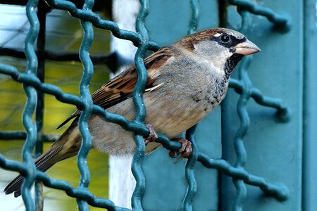Grid fence freedom