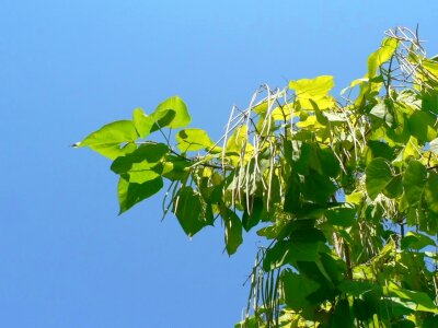 Catalpa Speciosa tree 