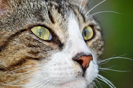 Close-Up domestic cat eyes photo