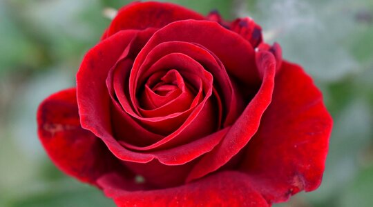 Detail petals red
