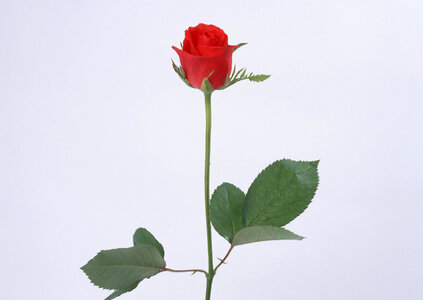 single scarlet rose