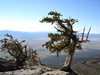 Old Pine Tree at Great Basin National Park, Nevada photo