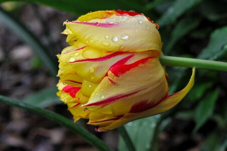 Bloom yellow red spring flower