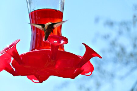 Hummingbird bird feeder photo