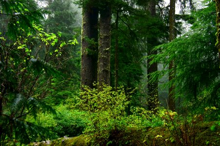 Ancient forest growth