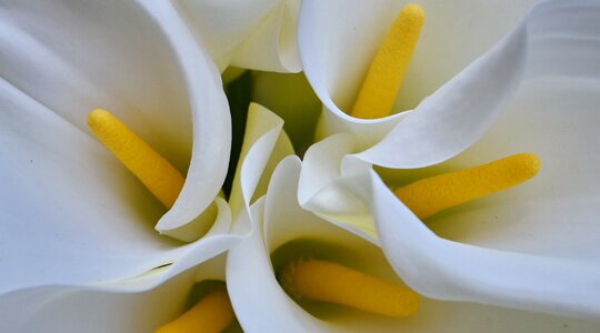 Tropical white flower white