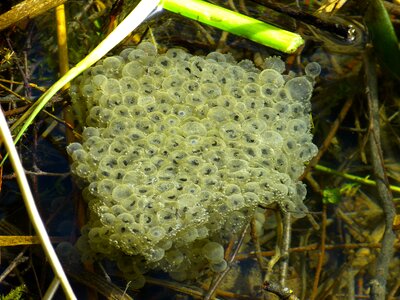Water frog drop
